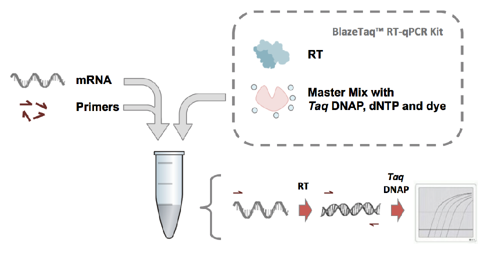 BlazeTaq? One-Step SYBR Green RT-qPCR