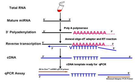 All-in-One? miRNA qRT-PCR Reagent Kits and Validated Primers