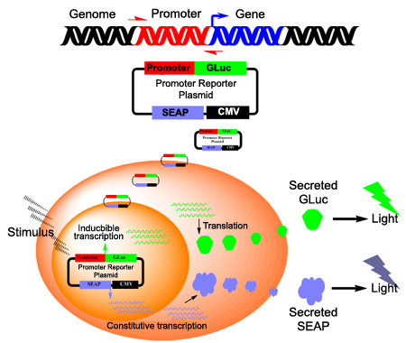 GLuc-ON? promoter-reporter lentiviral clones