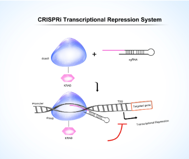 GeneHero? CRISPRi 預(yù)制穩(wěn)轉(zhuǎn)株